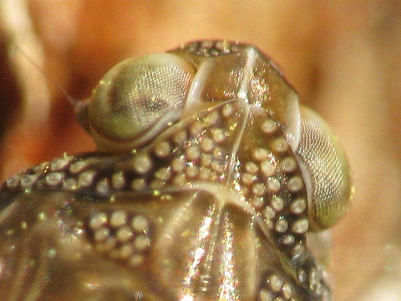 Neanide di Issidae..
